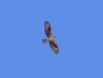 pBonelli'sEagle.jpg